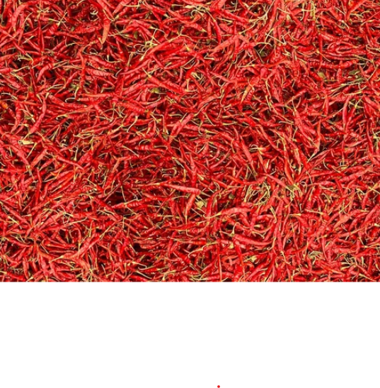 Guntur Teja S17 red chilli for export