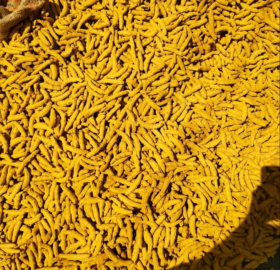 Turmeric Fingers